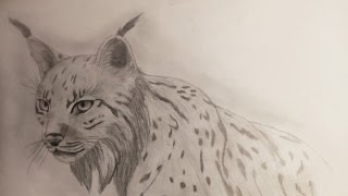 How to drawcomment dessiner  Un Lynx [upl. by Irita468]