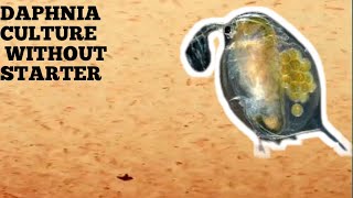 HOW TO CULTURE DAPHNIA NATURALLY WITHOUT A STARTER [upl. by Campman]