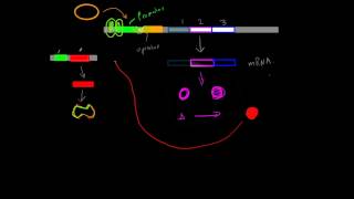 Positive InducibleRepressible Operons [upl. by Eedahs]