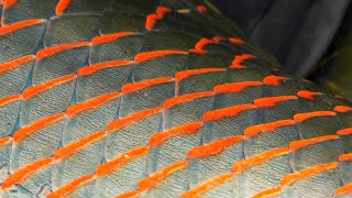 Pirarucu Fly Fishing  GIANT ARAPAIMA of the AMAZON  by Todd Moen [upl. by Hesther]