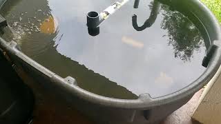 How I Started Raising Tilapia and Catfish  Small Scale Aquaculture [upl. by Johny]