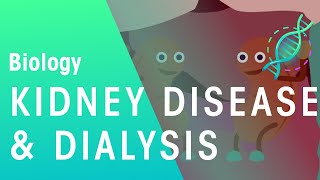 Kidney Disease and Dialysis  Health  Biology  FuseSchool [upl. by Jaella]