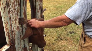 DEHORNING CALVES  HOW TO DEHORN CATTLE  WARNINGMIGHT BE DISTURBING TO SOME VIEWERS  POLLING COWS [upl. by Nnire]