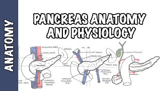 Histology of Pancreas [upl. by Eden]