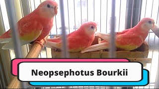 Bourke Parakeet are wonderful parrot [upl. by Eben]