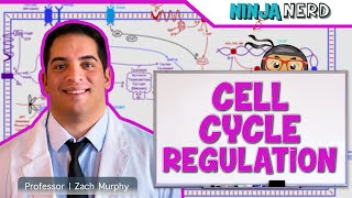 Cell Biology  Cell Cycle Regulation [upl. by Bergquist]