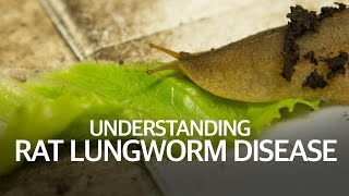 Understanding Rat Lungworm Disease [upl. by Fritts353]