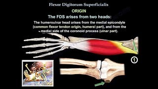 Flexor Digitorum Superficialis  Everything You Need To Know  Dr Nabil Ebraheim [upl. by Maram128]