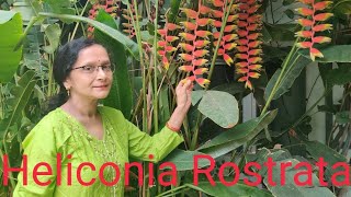 All about Heliconia Rostrata [upl. by Eamon]