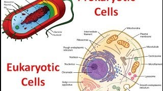 Prokaryotes vs Eukaryotes [upl. by Nevada50]