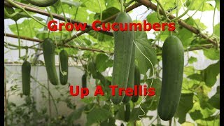 How To Train Cucumbers Up A Trellis [upl. by Tansy169]