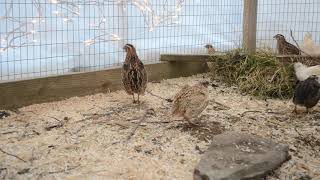 Coturnix Quail  Mating Calls amp Male Sounds [upl. by Tanny]