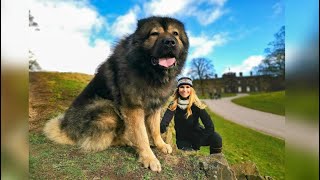 WOLF KILLER  THE LARGEST CAUCASIAN SHEPHERD OVCHARKA DOG IN THE UK [upl. by Cattan424]