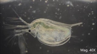 Daphnia magna under the Microscope [upl. by Zoba574]