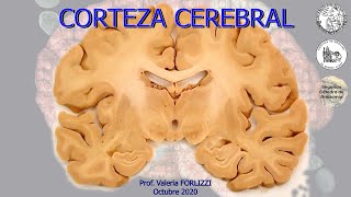 N7  Corteza cerebral  Anatomía 2  FMed UBA [upl. by Sehcaep]