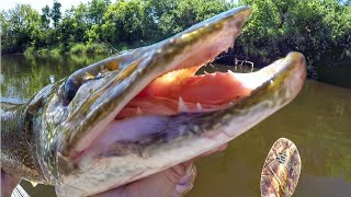 Pike And Muskie Were CRUSHING The Whopper Plopper [upl. by Celtic]