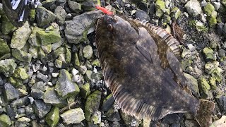 How to catch flounder in NZ [upl. by Ylehsa]