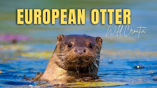 The European Otter [upl. by Euqinay107]