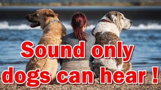 Sound only dogs can hear  Only Dogs Can Hear This Sound  Sounds only dog will hear soundfordogs [upl. by Asilec7]