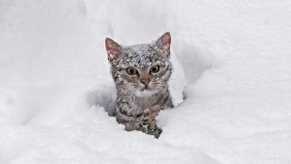 Funny Cats Playing in Snow [upl. by Mariel254]