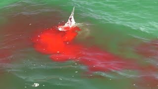 Bloody Hammerhead Shark Attack on Video during Shark Week [upl. by Kate]