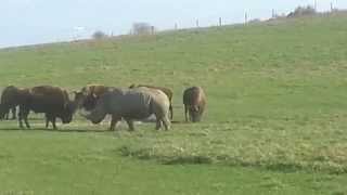 Rhino vs Buffalo Bison [upl. by Harald]