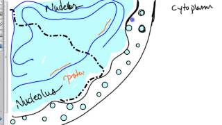 ribosome biogenesis [upl. by Ehctav]