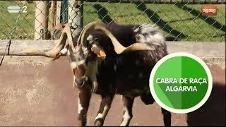 Animais Cabra de Raça Algarvia  Zig Zag [upl. by Javed469]