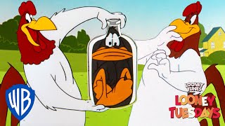 Looney Tuesdays  Iconic Characters Foghorn Leghorn  Looney Tunes  WB Kids [upl. by Sirc]