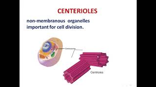 7 centriolescilia and flagella [upl. by Mur]