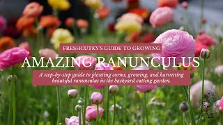 How to Grow AMAZING Ranunculus  How to Fall Plant Ranunculus Bulbs [upl. by Ainolloppa]