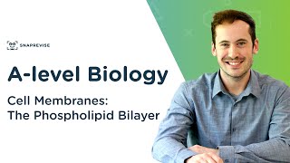 Cell Membranes The Phospholipid Bilayer  Alevel Biology  OCR AQA Edexcel [upl. by Suzann]