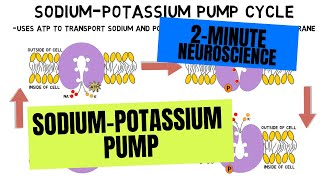 2Minute Neuroscience SodiumPotassium Pump [upl. by Nicolette181]