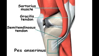 Two Minutes of Anatomy Pes Anserine [upl. by Jobi]