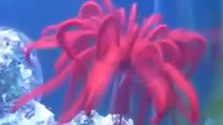 Swimming Crinoids Feather Starfish the living Fossil [upl. by Anilasor]