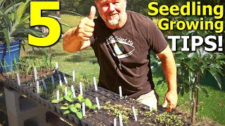 5 Tips on Seed Sowing and Seedling Growing in Trays [upl. by Egnalos]