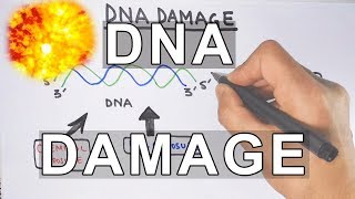 Overview of DNA Damage [upl. by Humbert]