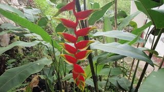 Growing the Hanging Lobster Claw Heliconia rostrata [upl. by Esteban]