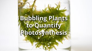 Bubbling Plants Experiment to Quantify Photosynthesis [upl. by Hettie275]