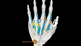 Hand Muscles [upl. by Navanod]