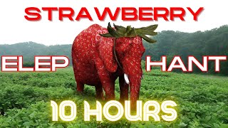 Strawberry Elephant 10 Hours [upl. by Nnairac]