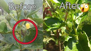 How to control white mealybugs on hibiscus [upl. by Notsud]