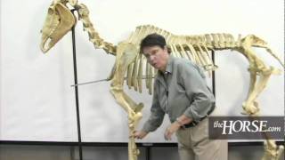 The Horses Skeleton Overview [upl. by Kcirad799]