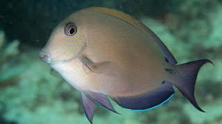 Facts The Brown Surgeonfish [upl. by Christyna]