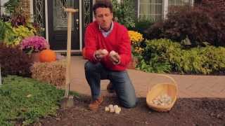 How to Plant Allium Bulbs [upl. by Atinat50]