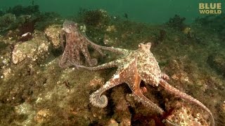 Giant Pacific Octopus Adventure  JONATHAN BIRDS BLUE WORLD [upl. by Nyhagen]