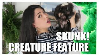 My SKUNK  Striped Skunk Facts  Creature Feature [upl. by Oeram]