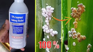 10 EASY WAYS TO TREAT MEALYBUGS AND APHIDS ON PLANTS [upl. by Colson]