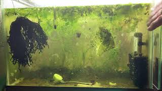 Scuds Daphnia Cherry Shrimp Copepods My aquatic food culture [upl. by Nohsyt]