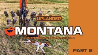 Montana Part 2 Sharptails on the Open Prairie [upl. by Alesram]